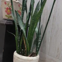 گل سوسن و سانسوریا|گل و گیاه طبیعی|کاشان, فاز ۱ ناجی آباد|دیوار