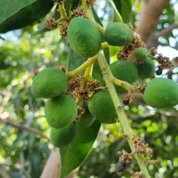 فروش ترشی انبه وانبه کال