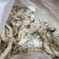 میگو درجه یک