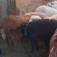 بره