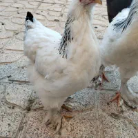 برهما|حیوانات مزرعه|نقده, |دیوار