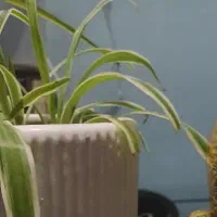 استخدام شاگرد برقکار