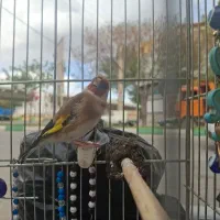 سهره ۲ خال حلب