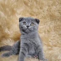 گربه در تمامی نژادها ( اسکاتیش پرشین بریتیش )|گربه|اهواز, کیانپارس |دیوار