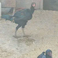 مرغ و خروس لاری و گلین|حیوانات مزرعه|رزن, |دیوار