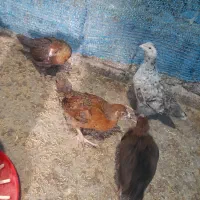 جوجه گلپایگان