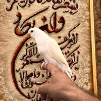 ۲ عددطوطی ملنگو رنگ خاص کرمینو چشم فالو