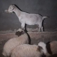 بز  جوان فروشی