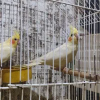 عروس پاریس|پرنده|شادگان, |دیوار