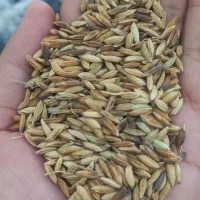 شلتوک درجه یک بذری