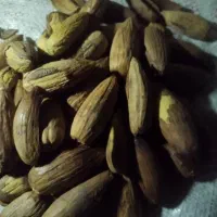 بلوط|خوردنی و آشامیدنی|صدرا-فارس, فاز ۲|دیوار