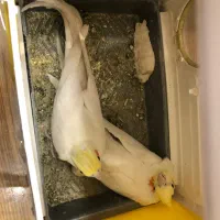 عروس هلندی جفت مولد