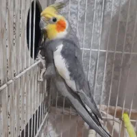 عروس هلندی