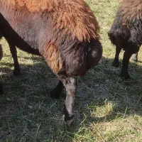 دوراس میش افشاری ابستن|حیوانات مزرعه|چادگان, |دیوار