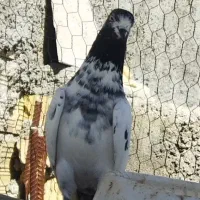 کبوتر|پرنده|بندر گناوه, |دیوار