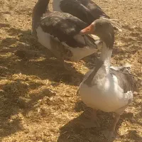 غاز بوقلمون.