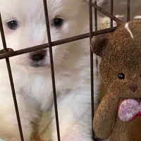 سگ فروشی|سگ|کاشان, راه آهن کاشان|دیوار