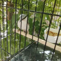 سهره سنگ شکن