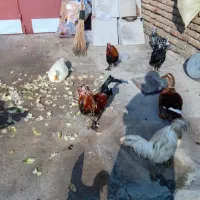 فروش مرغ و خروس|حیوانات مزرعه|ازنا, |دیوار