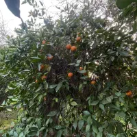 باغچه|فروش زمین و ملک کلنگی|دزفول, |دیوار