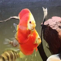 ماهی دیسکس رد پشن وارداتی