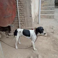 فروش توله سگ میکس آلمان و انگلیس اصل|سگ|گلی داغ, |دیوار