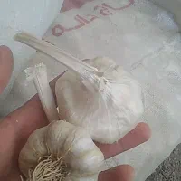 فروش سیر|خوردنی و آشامیدنی|زرین دشت (همدان), |دیوار