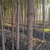 خریدچوب صنوبر با بالاترین قیمت