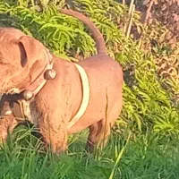 واگذاری پیتبول