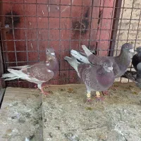 پلاکی گوره طااوسی رمادی|پرنده|اهواز, نیوساید|دیوار