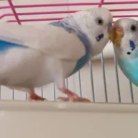 مرغ عشق|پرنده|سنندج, |دیوار