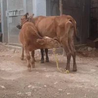 گاووگوساله نر داشتی
