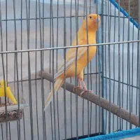 قناری زینتی کشیده تازه بخوان شده