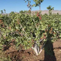 فروش زمین کشاورزی پسته نهبندان