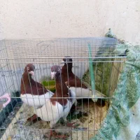 تعدادی کفتر نر