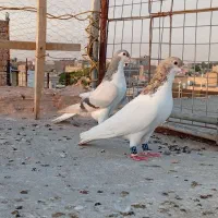 جفتگاه