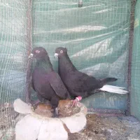 کبوتر دمی سیا و زاغ دم سفید|پرنده|بردسیر, |دیوار