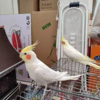 یک جفت عروس هلندی لوتینو|پرنده|شهرضا, |دیوار