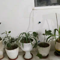 استند چوبی  وگل وگلدون طبیعی ومصنوعی|گل و گیاه طبیعی|شیراز, شهرک گلستان|دیوار