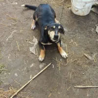 فروش سگ فوری