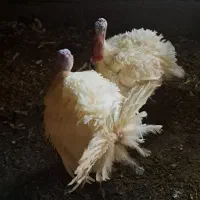 بوقلمون محلی|حیوانات مزرعه|صحنه, |دیوار