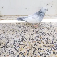 کفتر سینه|پرنده|شیراز, محراب|دیوار