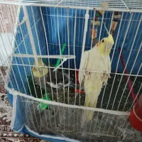 با سلام یک جفت عروس هلندی باقفس وبقیه وسایل کامل