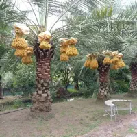 نخل تنه دار بزرگ از یک متر تا ده متر|خدمات باغبانی و درختکاری|کاشان, بازار کاشان|دیوار