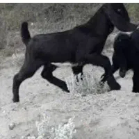 بیگ ماده  مشکی