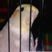 گمشده