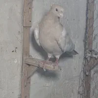 ماده سینه لیمویی زیبا