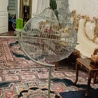 شاه طوطی ملنگو بالغ نر|پرنده|ری, دولتآباد|دیوار