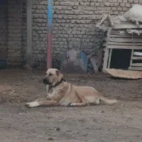 سگ آلابای ماده نوه نادیر ودختر بوسر|سگ|تهران, شهرک شریعتی|دیوار