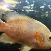 فروش ماهی اسکار